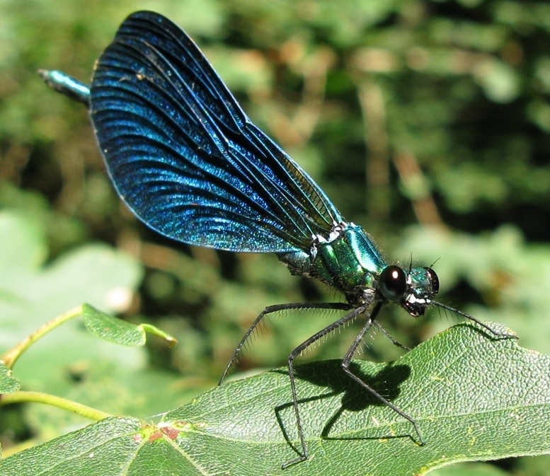 Calopteryx virgo meridionalis, C. haemorrhoidalis e C. splendens, ♂♀